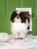 PetSafe Extreme Weather Pet Door